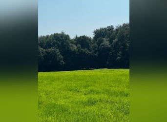 Professioneller Aufzuchtplatz für Absetzer und Jungpferde