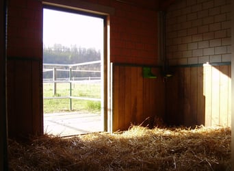 2-8 Auslauf- und Fensterboxen für Privat oder Sportreiter