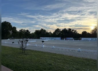 2 Schöne Boxen mit Paddock