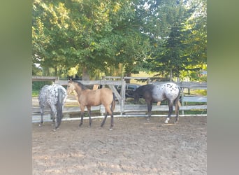3 boxes de paddock avec un manège de 600 m² attenant, idéal pour l'équitation et le débourrage quoti