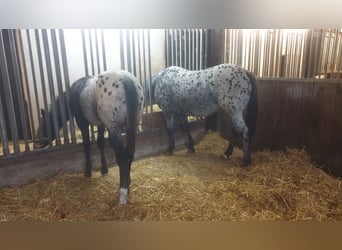 3 boxes de paddock avec un manège de 600 m² attenant, idéal pour l'équitation et le débourrage quoti