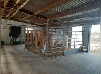 4 boxes paddock libres à proximité de Göttingen/Hann. Münden/Witzenhausen