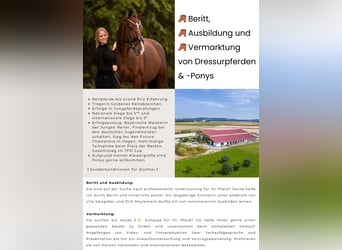 Ausbildung, Beritt und Vermarktung von Dressurpferden & Ponys 