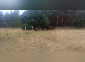 Box de pension pour chevaux, pension équestre, manège couvert