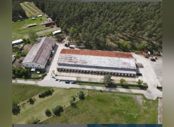 Box de pension pour chevaux, pension équestre, manège couvert