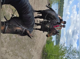 Box de pension pour chevaux, pension équestre, manège couvert
