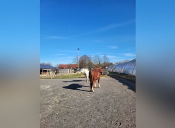 Box paddock libre pour cheval de dressage disponible