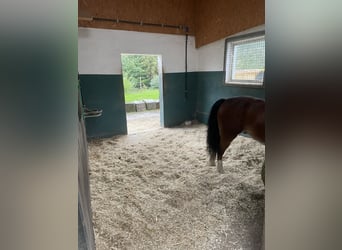 Boxe ou paddock libre disponible dans un élevage privé
