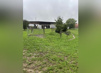 Boxe ou paddock libre disponible dans un élevage privé