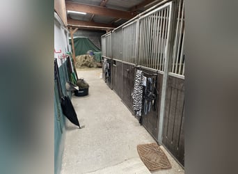 Boxe ou paddock libre disponible dans un élevage privé