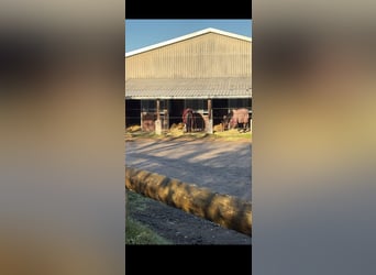 Boxe paddock couverte avec pension complète