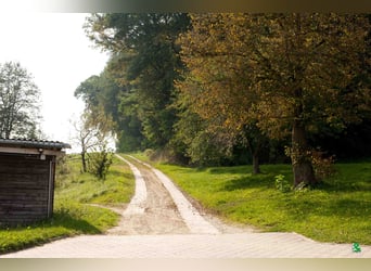 Boxen frei auf TOP Reitanlage mit 2 Reithallen / Pferde ReHa / AQUA-Trainer