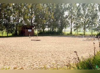 Boxen frei auf TOP Reitanlage mit 2 Reithallen / Pferde ReHa / AQUA-Trainer