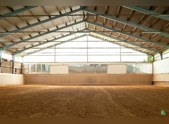 Boxen frei auf TOP Reitanlage mit 2 Reithallen / Pferde ReHa / AQUA-Trainer