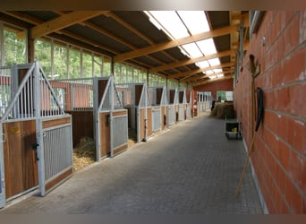 Boxes modernes et lumineuses, aérées, avec un couloir de stalle sur un domaine équestre de rêve