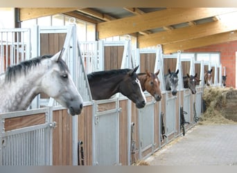 Boxes modernes et lumineuses, aérées, avec un couloir de stalle sur un domaine équestre de rêve