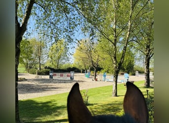Dressage, training, and sales! With us!