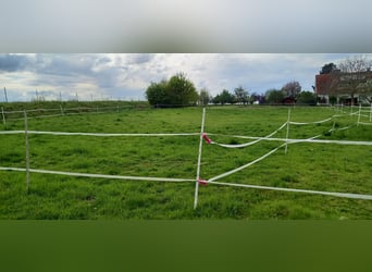 Einstellerplatz für soziales Pferd