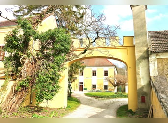 Einstellplätze am Islandpferdehof Reitzentrum Gut Sachsengang bei Wien