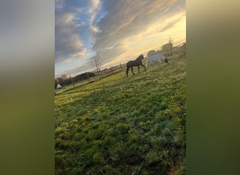 Grandes stalles intérieures et boxes avec paddock à louer