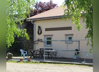 Paddockbox in Vollpension 