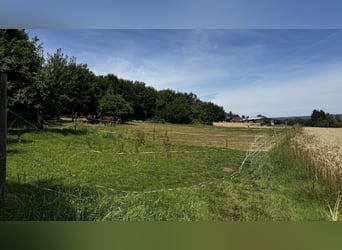 Paddockbox in Vollpension frei!