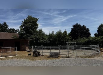 Paddockbox in Vollpension frei!