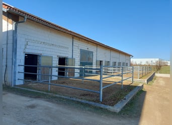 Pferdepension Halb/Vollpension Boxen - Trainer am Hof