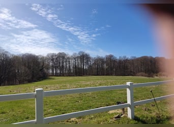 Aire de pâture disponible avec accès à une petite carrière de dressage