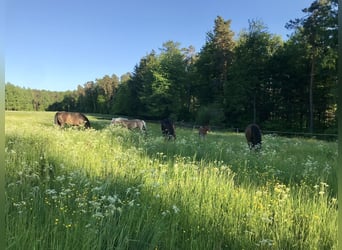 Box à aire ouverte / Paddock ou pâturage