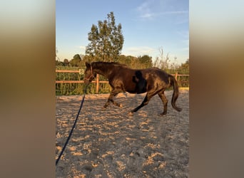 Carré d'entraînement directement en bord de mer du Nord