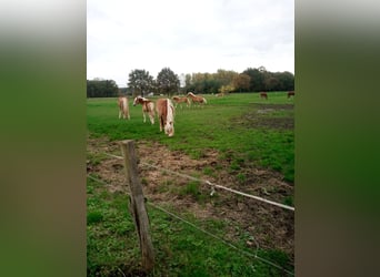 Pâturage d'été pour yearlings