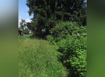 Pâturage pour 2 chevaux