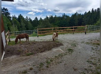 Pferdepardies - Weidenplätze in traumhafter Umgebung frei