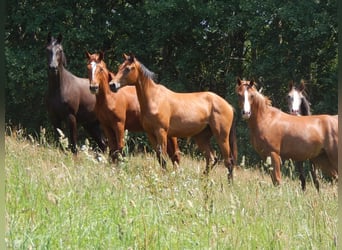 Places disponibles pour le pâturage et la croissance des jeunes chevaux (étalons et juments)