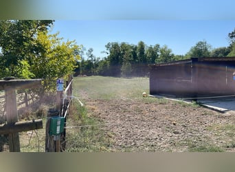 Prés pour chevaux