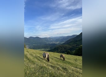 Séjour de vacances pour ton cheval islandais