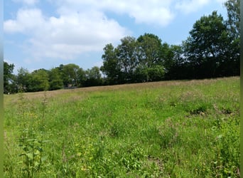 Wir haben zu viel Gras -Sommerweideplätze in Appen-Etz direkt am Klövensteen 