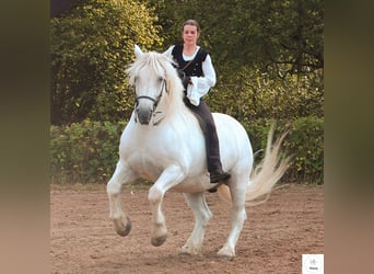 Akademische Reitkunst Deinen Traum als Reitlehrer verwirklichen 