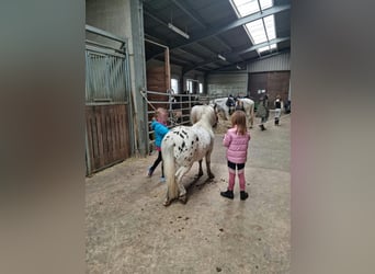 Anniversaire d'enfant au centre équestre