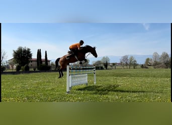 Apprendre à monter à cheval au plus haut niveau – là où d’autres passent leurs vacances