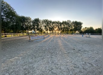 Apprendre à monter à cheval au plus haut niveau – là où d’autres passent leurs vacances