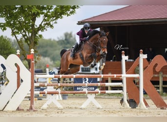 Cours de saut d'obstacles – de nouvelles dates disponibles dès maintenant !