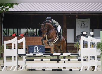 Cours de saut d'obstacles – de nouvelles dates disponibles dès maintenant !