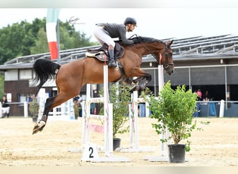 Cours de saut d'obstacles – de nouvelles dates disponibles dès maintenant !