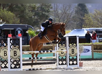 Cours de saut d'obstacles – de nouvelles dates disponibles dès maintenant !