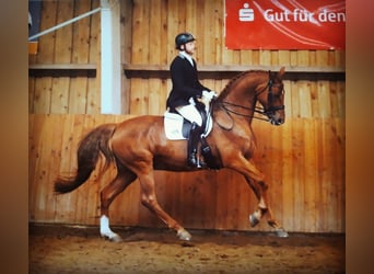 Cours d'équitation à domicile