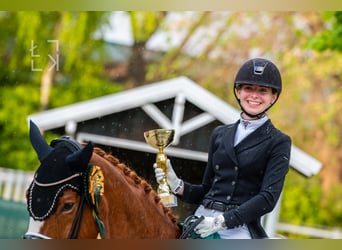 International erfolgreiche Grand Prix Reiterin bietet Unterricht vor Ort und Online an