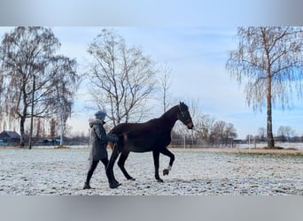 Mobiler Reitunterricht und Beritt - klassisch-barock 