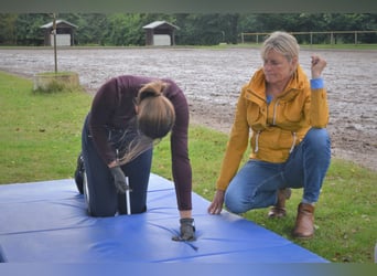 Reiten mit Freude - Individuelles Coaching für Sie und ihr Pferd! Gerne auch bei ihnen vor Ort.